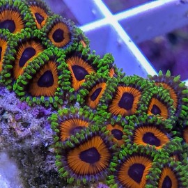 Eagle Eye Zoanthid
