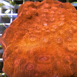 SBC Crimson Planet Chalice