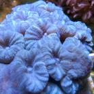 Styrated Purple Trumpet Coral