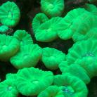 Toxic Green Trumpet Coral