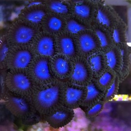 Tubbs Blue Zoas