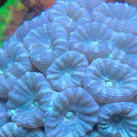 Blue Trumpet Coral