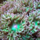 Duncan / Whisker Coral