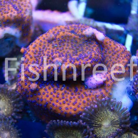 Tyree LE Mystic Montipora