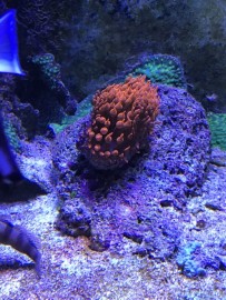 Anemone Cradle and Hidey-Hole by Natural Reef Habitats