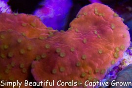 Reef Tek Starburst Montipora