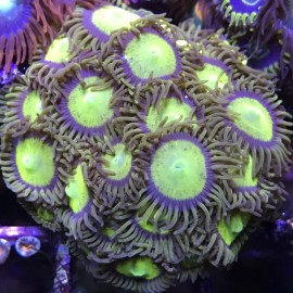 King Midas Zoas