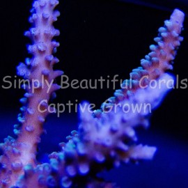 SBC Deep Blue Hoeksemai Acro with Neon Green Polyps