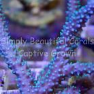 SBC Elven Blue Stag with Green Polyps
