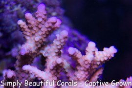 SBC Pink Tutu Tabling Acropora