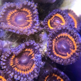 Lord of the Rings Zoas